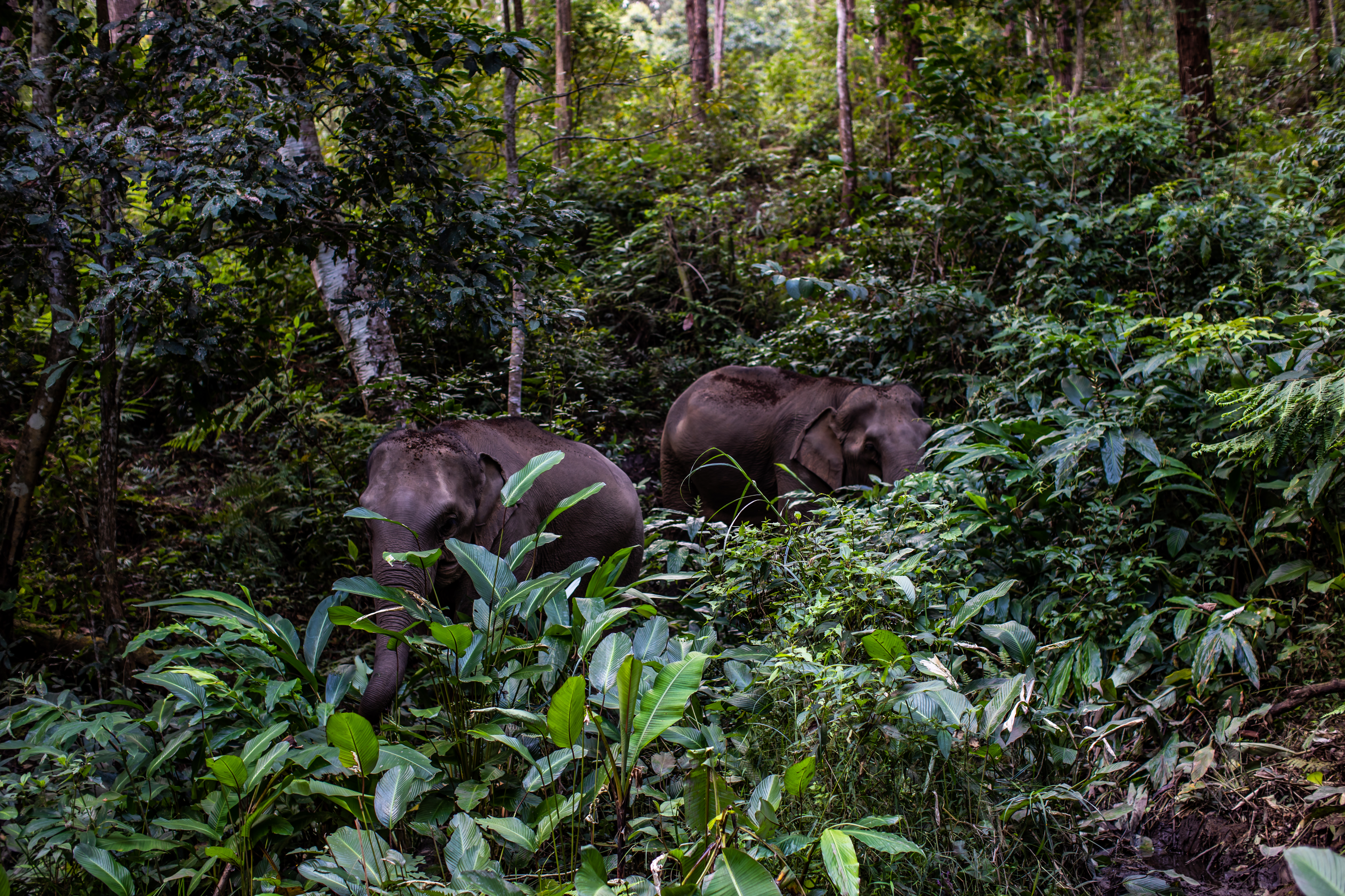 chiang-mai-elephant-sanctuary