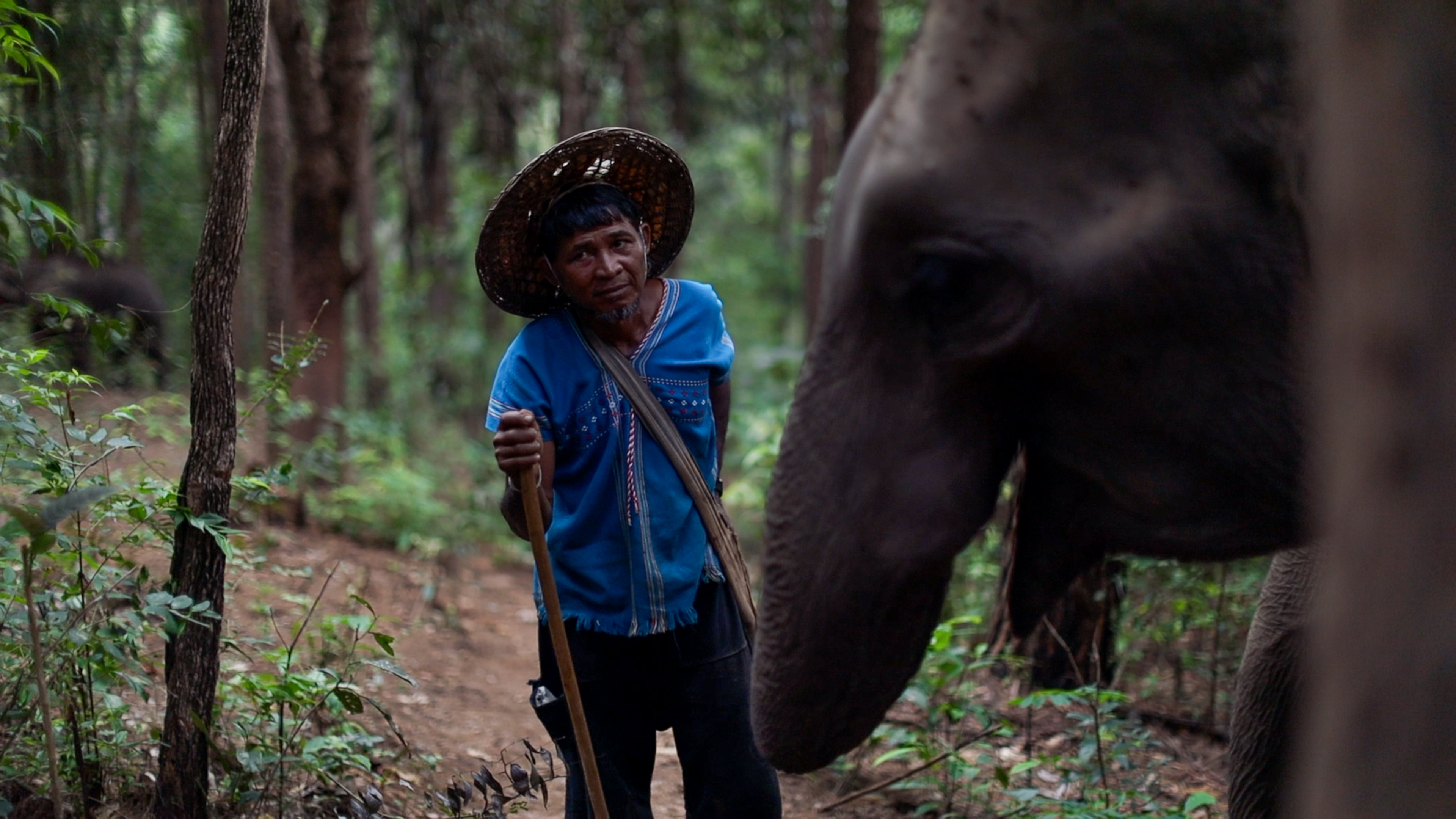 chiang-mai-elephants