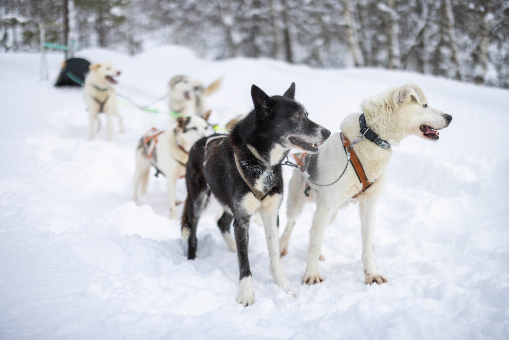 Stavanger Sirdal Husky3 1